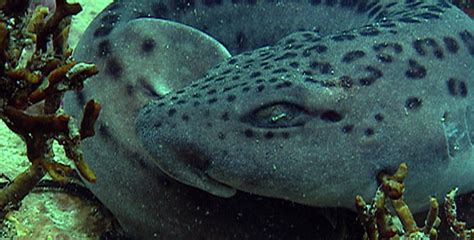 Sharkland | Catsharks | Nature | PBS