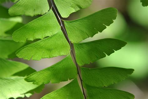 Adiantum pedatum | Ferns and Lycophytes of the World