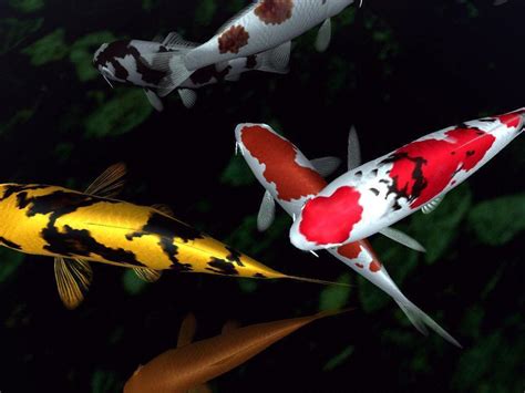 Koi Backgrounds - Wallpaper Cave