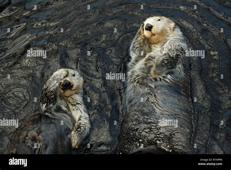 Sea otters (Enhydra lutris) swimming in the Lisbon Oceanarium ...