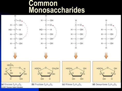 Monosaccharide Chemical Structure