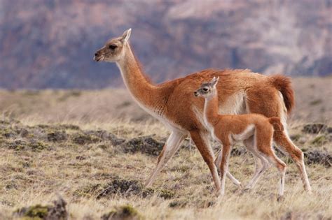 10 Things to Know About Guanacos | Llama, Nature animals, Animals of ...