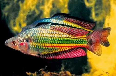 What species of Rainbow fish is this? Is this picture photoshopped or something? : r/Aquariums