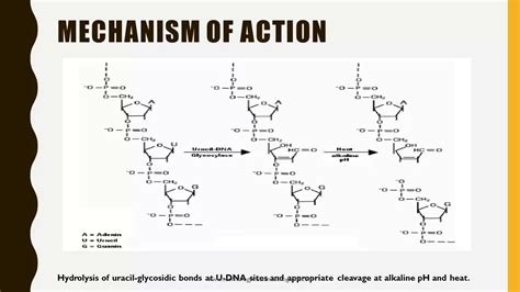 Uracil DNA Glycosylase - How to prevent PCR product contamination - YouTube