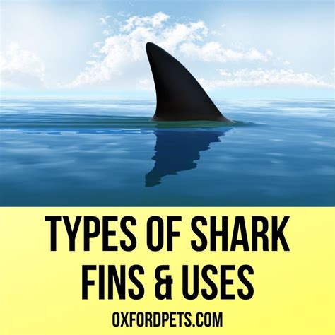 5 Different Types of Shark Fins: What They Mean? - Oxford Pets