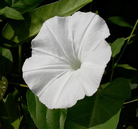 Ipomoea | Aquarium and Pond Plants of the World E3