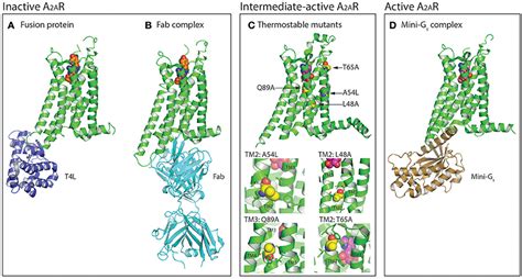 Frontiers | Human Adenosine A2A Receptor: Molecular Mechanism of Ligand Binding and Activation