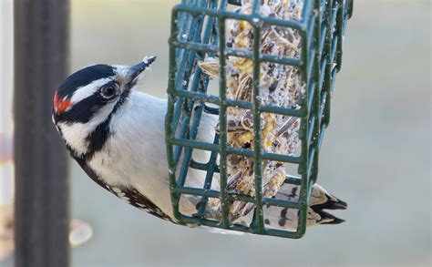 Downy Woodpecker - FeederWatch