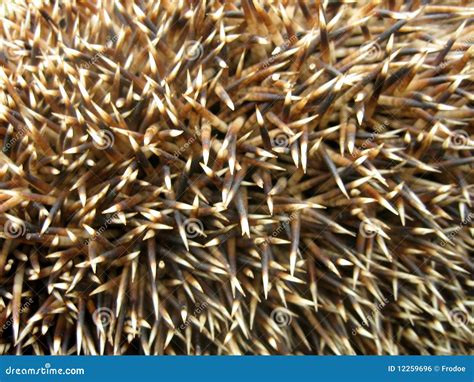 Hedgehog Spines Royalty Free Stock Image - Image: 12259696