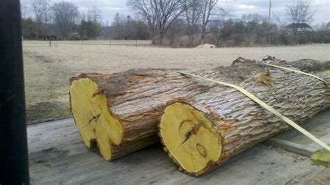 Osage Orange/Hedge Apple - Woodworking Talk - Woodworkers Forum