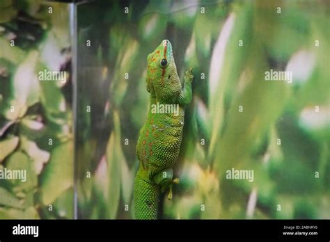 madagascar day gecko Stock Photo - Alamy