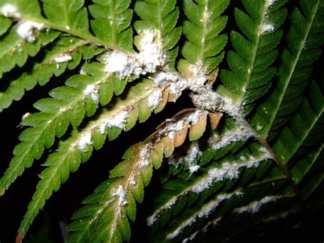 Pests on Tree Fern - HELP!