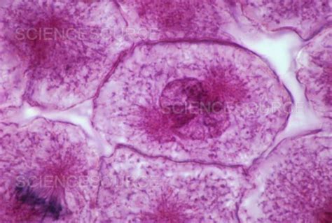 Photograph | Cell in early prophase stage of mitosi | Science Source Images