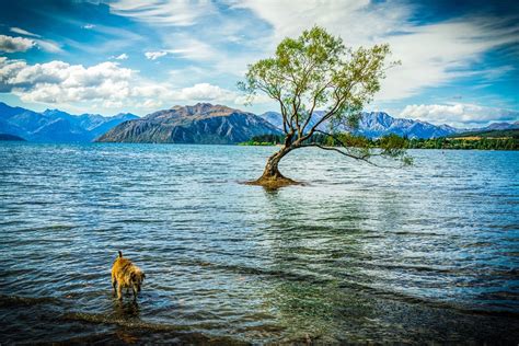 Wanaka New Zealand Lake · Free photo on Pixabay