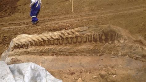 Massive dinosaur fossil unearthed by Alberta pipeline crew | CBC News