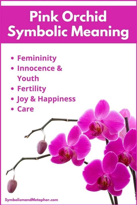 Pink Orchid Flower Meaning & Symbolism (Femininity & Joy)