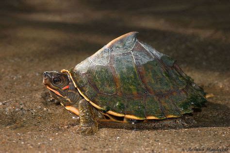 Assam roofed turtle (Pangshura sylhetensis). Assam roofed turtle (Pangshura sylhetensis), is ...