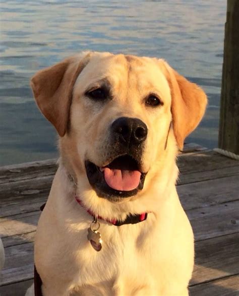 English Yellow Lab | Yellow labrador retriever, Labrador retriever dog ...