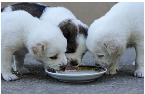 Puppy Gruel Recipes