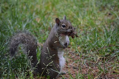 Squirrel Forest Nature - Free photo on Pixabay - Pixabay