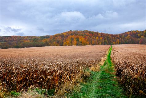 Fall Trees Ohio Farm Cornfield Photography Wall Art - Photography by John Holliger