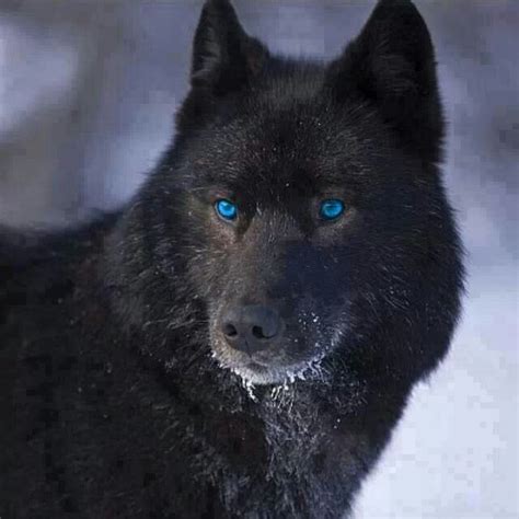 Black wolf | Wolf dog, Wolf with blue eyes, Wolf hybrid