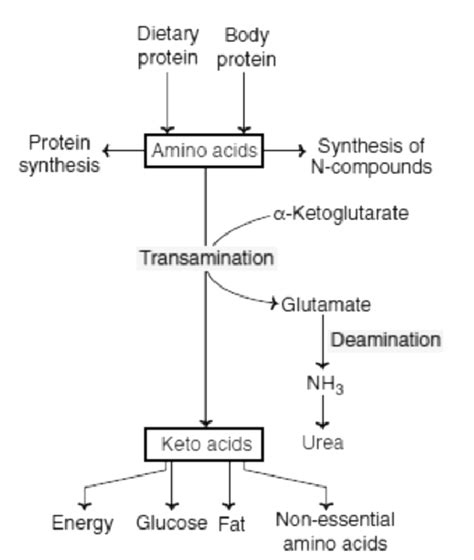 4 Overview of Amino acid catabolism | Download Scientific Diagram