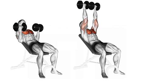 125+ Top Dumbbell Exercises Names (With Images)