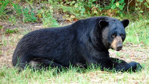 Black Bear Animal HD Wallpapers - Top HD Wallpapers