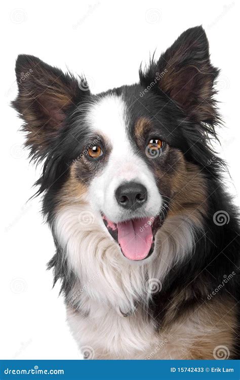 Head Of Border Collie Sheepdog Stock Photos - Image: 15742433