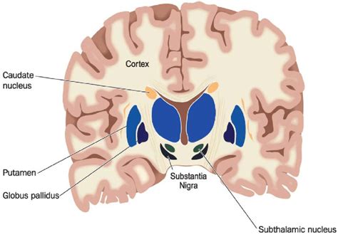 Structure of Basal ganglia. | Download Scientific Diagram