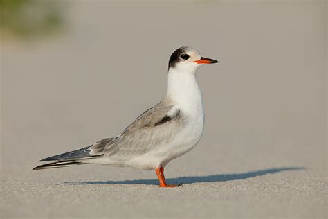 Killer Young Common Tern Image Helps With Understanding Depth of Field and Plane of Sharp Focus ...