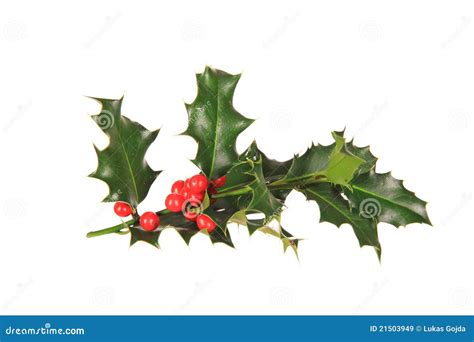 Christmas Holly Branch Royalty Free Stock Images - Image: 21503949