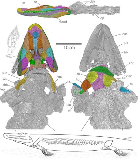 Tiktaalik and Panderichthys