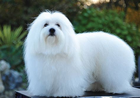 Coton De Tulear Breeds