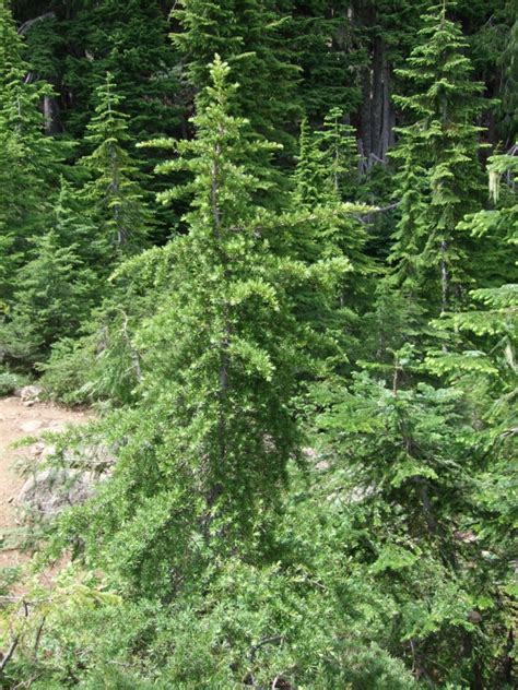 Mountain Hemlock, Tsuga mertensiana | Native Plants PNW