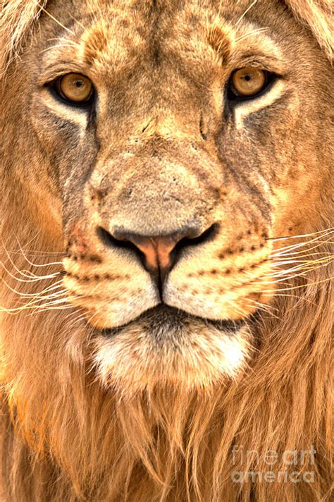 Eyes Of The Lion Portrait Photograph by Adam Jewell - Fine Art America