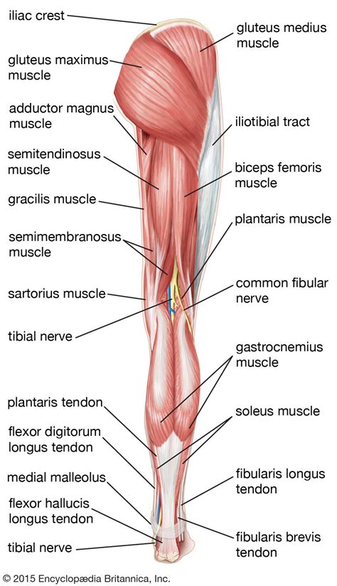 Leg | Definition, Bones, Muscles, & Facts | Britannica