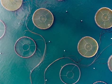 Effects of climate change on global mariculture production