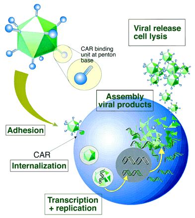 Introduction of Adenovirus : SignaGen Laboratories, A Gene Delivery ...