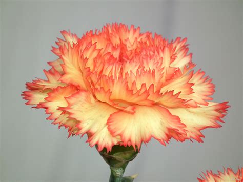 Yellow Orange Color Carnation Flower - Carnation Flowers Orange ...