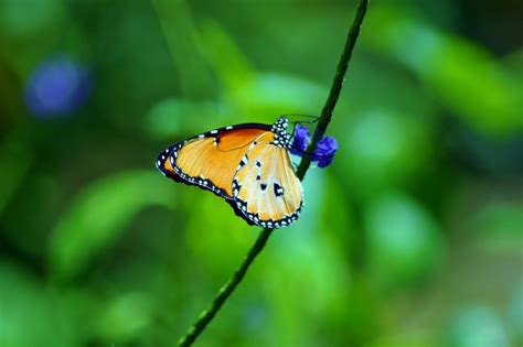 JOZANI FOREST + BUTTERFLY CENTRE, ZANZIBAR - Footloose Freya