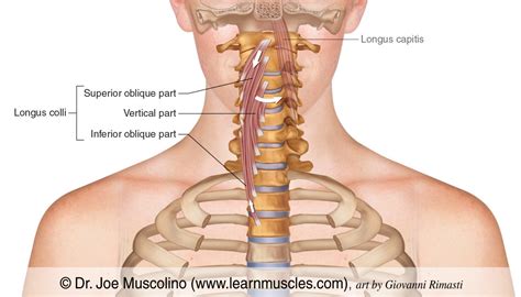 Longus Colli - Learn Muscles