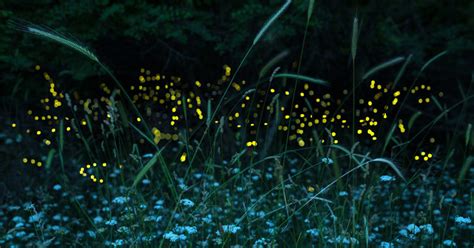 4 Simple Ways to Attract Fireflies to Your Backyard - DavidWolfe.com