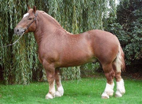 Breed of the day: Cheval Breton (Breton Horse) The Breton is a breed of draft horse. It was ...