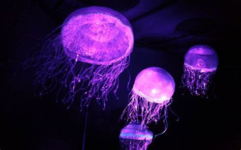 Bioluminescence | Bioluminescence, Jellyfish, Bioluminescent jellyfish