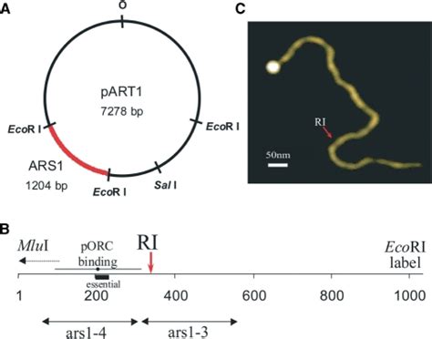 (A) Restriction sites in pART1. (B) The EcoRI–EcoRI 1204 bp insert was... | Download Scientific ...