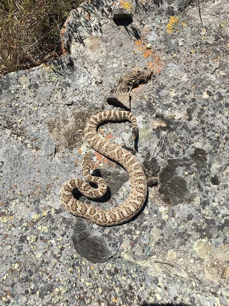 Great Basin Rattlesnake | Crotalus oregonus lutosus Harney c… | Flickr