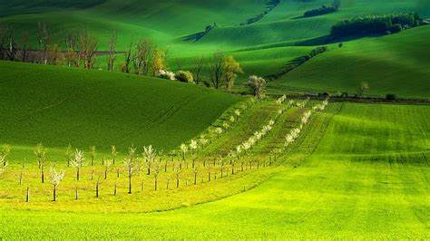 HD wallpaper: green grass field, moravia, south moravia, waves, shading ...