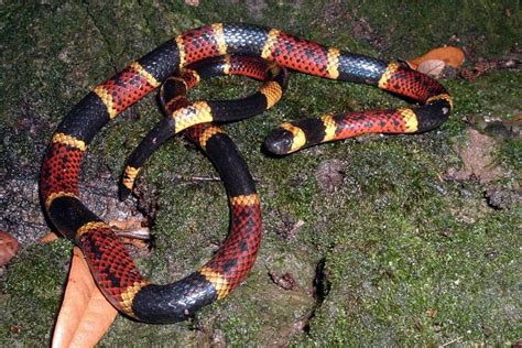 Texas Coral Snake Facts and Pictures | Reptile Fact